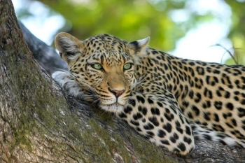 Predator on the prowl