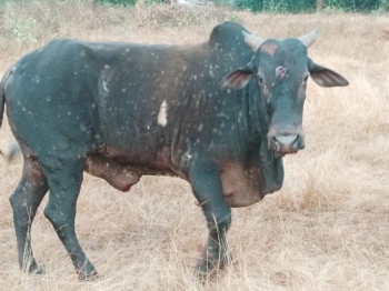 Lumpy disease outbreak scares citizens in Sattari's Keri village