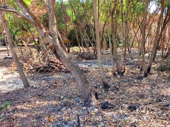 Cavelossim VP tells party that burnt trees, vegetation to plant 200 trees in area