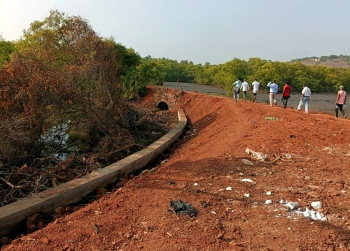 Nerul bundh renovation: Protest over land filling, destruction of mangroves