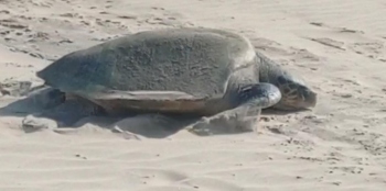 Turtle returns to sea without laying eggs at Ashwem beach