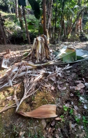 Bison destroys plantations in Nagargao, angers ryots