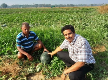 South Goa farmers hope for bumper watermelon harvest