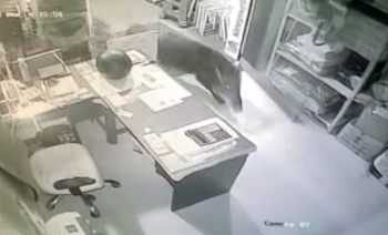 4 wild boars barge into store in heart of Chaudi