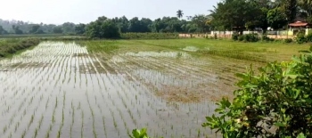 With paddy cultivation reduced to 3,000 sq mtrs at Durga farm, locals urge govt to lease fields to youth