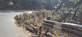 Greens see red in felling of forest trees along Karmalghat highway