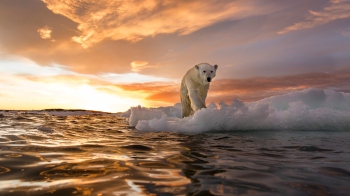 Earth likely to cross 1.5 C threshold in 10-15 yrs: AI