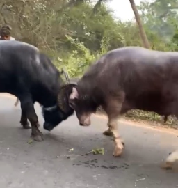 Police in dark about bullfight at Majorda, video goes viral