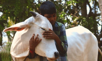 Mark Feb 14 as ‘Cow Hug Day’: Animal Welfare Board