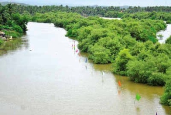 Blocking navigational channel? Velim MLA knocks door of govt for rehab of mangroves in Ambelim