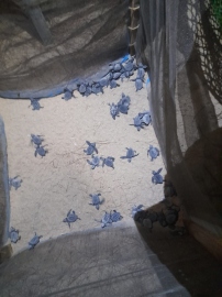 67 turtle hatchlings emerge from season’s first pit in Galgibaga