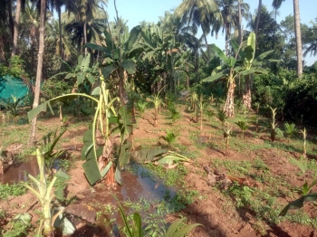 Bison rampage through plantation in Ibrampur
