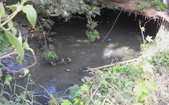 Questions raised over lack of action to save Sal