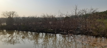 Massive destruction of mangroves at Corlim