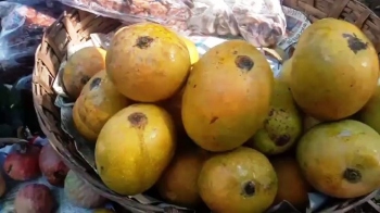 Mango season on its way, but MMC yet to float sopo tender