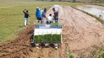 Petroleum paddy transplanter demonstrated at Raia fields