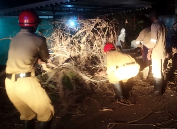 Lucky escape for students as tree comes crashing down in Sanguem