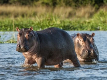 Colombia proposes shipping invasive hippos to India, Mexico