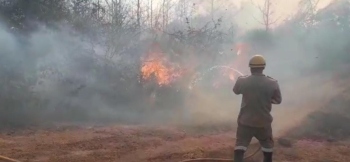 Fire destroys cashew plantation at Korgao; huge loss to farmers