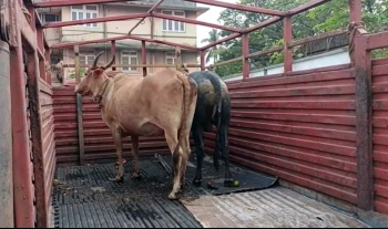 Stray cattle in Vasco get new home in Mayem