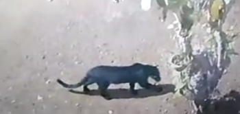 Mystery over animal on prowl in Balli