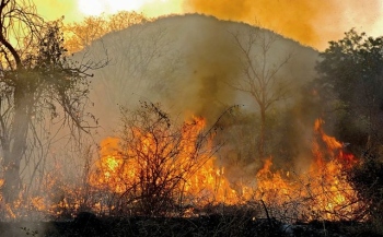 Ecological aftermath of Goa’s forest fires