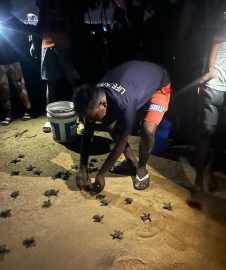 Olive Ridley turtle hatchlings make way to Baina Beach