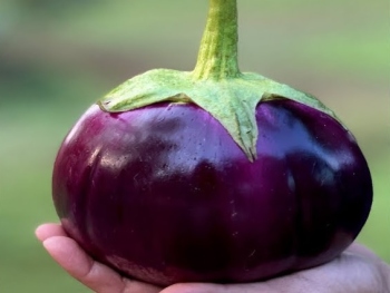 Good news indeed for farmers from Taleigao