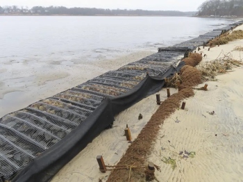 How coconuts protect Jersey Shore, other eroding coasts in USA