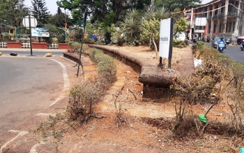 Margao’s traffic islands have lost the ‘green’ sheen!