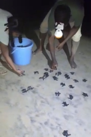 87 turtle hatchlings released at Galgibaga