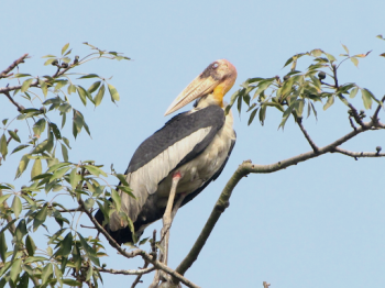Ugly to iconic: Story of a stork