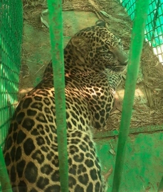Leopard entrapped at Fatorpa, later released