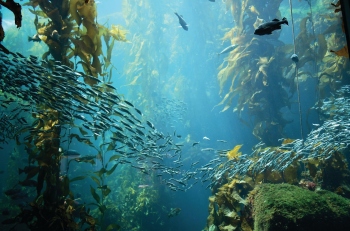 Scientists identify intense heatwaves at the bottom of ocean