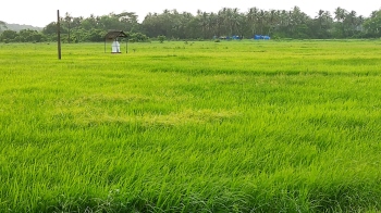 SPOTLIGHT: How the agri land transfer law could change the face of Goa’s farmland