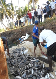 Rich bio-diversity on display at Curtorim, farmers harvest this season’s first fresh water fish