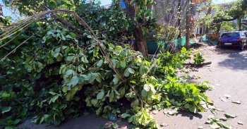 Power supply disrupted in Mapusa for 3 hrs after branch falls on cables