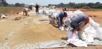 Benaulim farmers reap rich harvest, but cast doubts on future with bypass without stilts