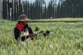 Plant pandemics threatening food of billions, scientists warn