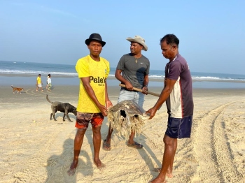 Locals dispose of carcass of sea turtle at Benaulim