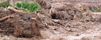 Activist cries foul over Pandanus’ destruction