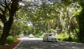 Chinchinim p’yat awaits action against dangerous trees on NH