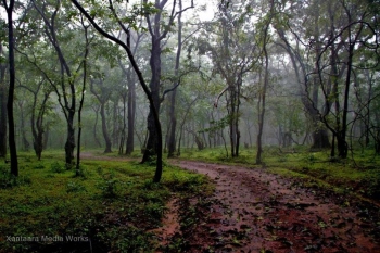 Rainfall mapping planned across wildlife sanctuaries