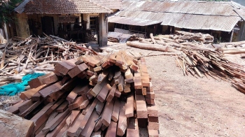 Govt carpentry centre in Loliem accused of illegally processing truckloads of logs