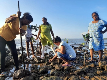 St Joseph Vaz college undertakes mangrove plantation in Sancoale