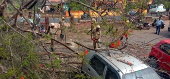 5 vehicles damaged in tree fall at Mapusa