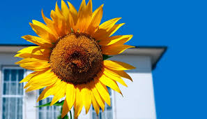Don't ignore your daily dose of Sunshine vitamin