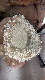 Maggots, mites, fungus found in rice stocks at some fair price shops in Mormugao