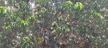 ICAR to study delay in harvesting of ‘Mankurad’