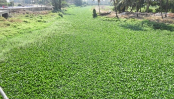 Monsoon approaching, but Sal de-weeding ops yet to take off